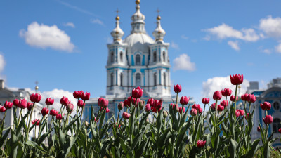 Полмиллиона виол и сотни тысяч тюльпанов украсят Петербург этой весной