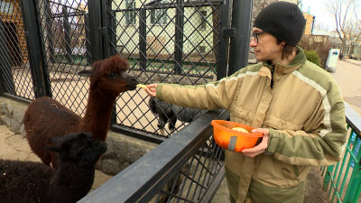 Ленинградский зоопарк устроил праздник в честь мам-животных и их детенышей