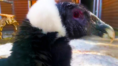 Ленинградский зоопарк показал петербуржцам самую большую хищную птицу планеты