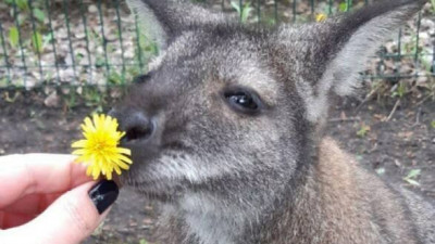 При обстреле зоопарка в Белгороде погибла кенгуру Гранди, подаренная городу Петербургом
