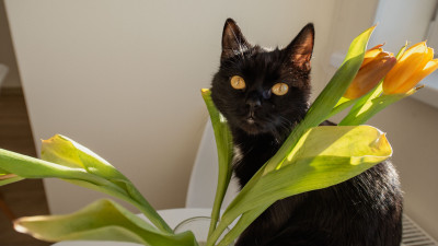 Российские ученые выяснили, почему люди становятся «кошатниками» и как это влияет на здоровье