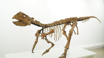 В СПбГУ пройдет выставка динозавров России