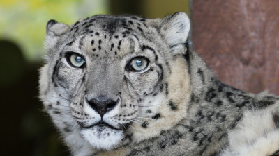 В Ленинградском зоопарке умерла пожилая самка снежного барса Кира