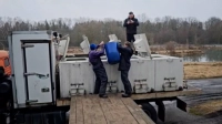В Ладожское озеро выпущено более 29 тысяч мальков палии