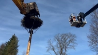 В Ленобласти гнездо аиста весом 200 кг перенесли с дерева на новую опору