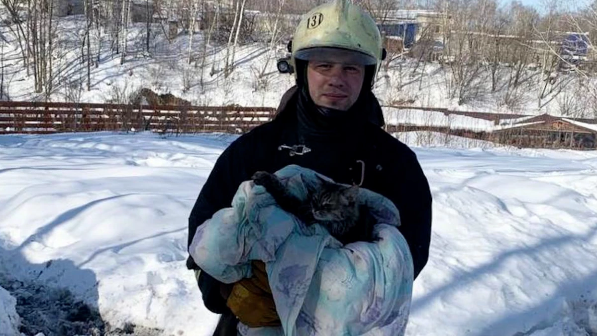 Двух котов спасли из горящего дома в Нижегородской области | Телеканал  Санкт-Петербург