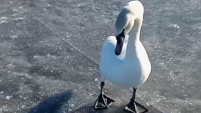 Чудо-Юдо: на лёд Чудского озера к рыбакам прилетел лебедь