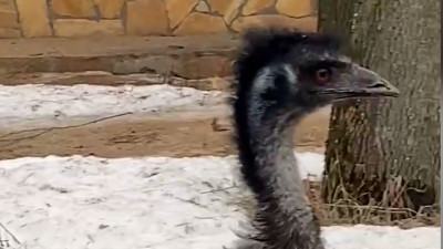 Ленинградский зоопарк показал, как эму-страус Василий Иванович проводит весенний променад