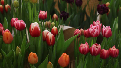 Весна на Невском: Думскую башню украсили 5 тысяч тюльпанов