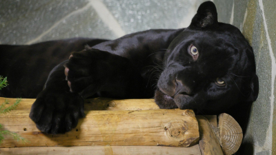 В Ленинградском зоопарке показали, как отдыхает ягуар Ричард