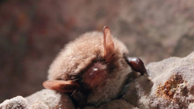 Летучие мыши готовятся к зиме и находят убежища в домах петербуржцев