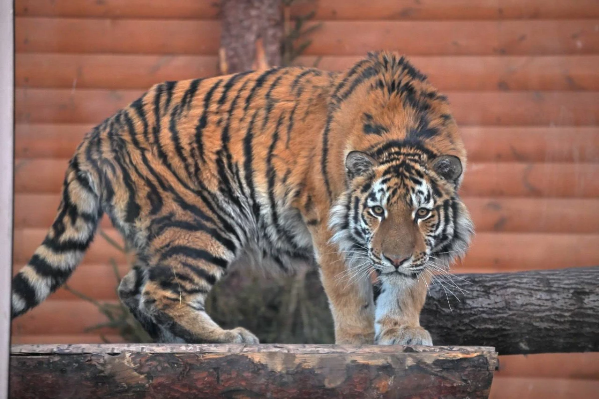 Ленинградский зоопарк устроил фотосессию тигру Зевсу - tvspb.ru