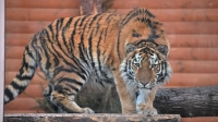 Ленинградский зоопарк устроил фотосессию тигру Зевсу