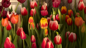 Целая башня цветов: петербургский Биг-Бен украсили пять тысяч тюльпанов