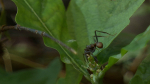 Поднимает челюстью фургон и выращивает собственный гриб: удивительные муравьи-листорезы в Ленинградском зоопарке