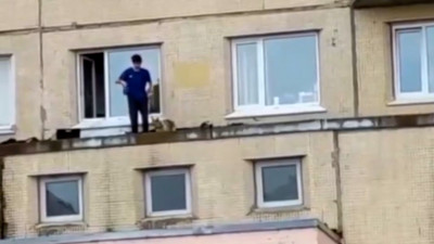 На проспекте Косыгина ленивый собаковод гуляет с питомцем по карнизу дома