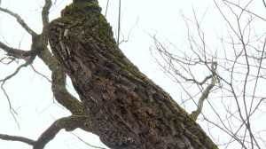 Самый-самый в Петербурге. 370-летний черешчатый дуб в Летнем саду