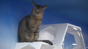 Город котиков: самые знаменитые лапы и хвосты Петербурга в кино, архитектуре и в жизни