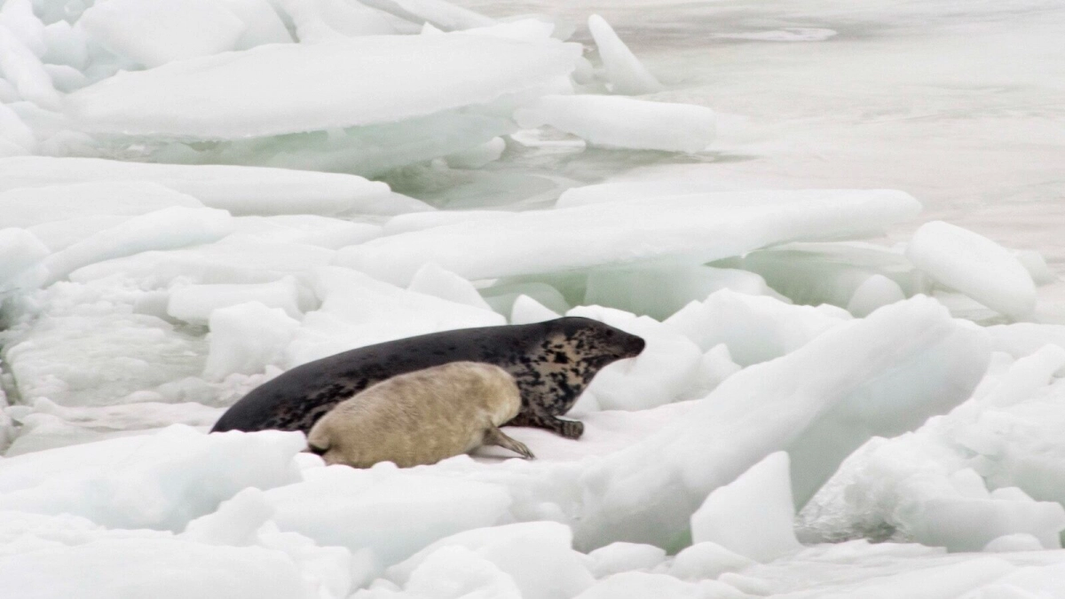 Кто-то подрос, кто-то ещё не родился, а кого-то уже съели: Как поживают тюлени в Финском заливе - tvspb.ru