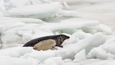 Кто-то подрос, кто-то ещё не родился, а кого-то уже съели: Как поживают тюлени в Финском заливе