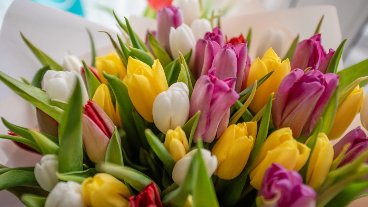 В Госдуме требуют остановить рост цен на цветы перед 8 марта - tvspb.ru