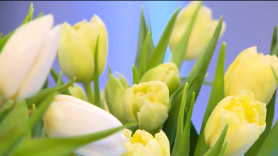 Флорист дала совет, как выбрать свежие цветы к 8 Марта