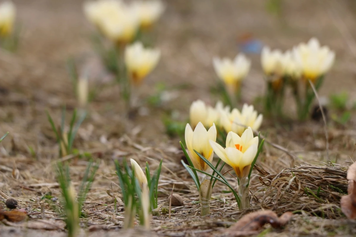 В Павловском парке расцвели первые весенние цветы - tvspb.ru