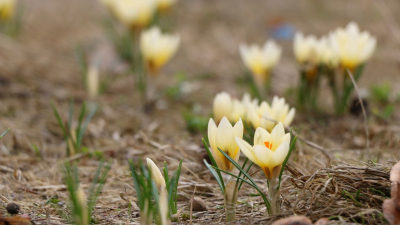 В Павловском парке расцвели первые весенние цветы