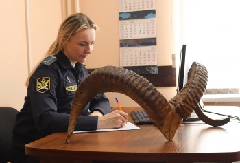 Алтайские приставы передадут конфискованные рога архара в СПбГУ
