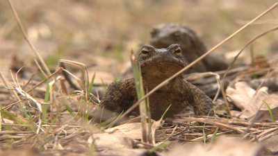 Осторожно, жабы: в заказнике «Сестрорецкое болото» началась массовая миграция земноводных
