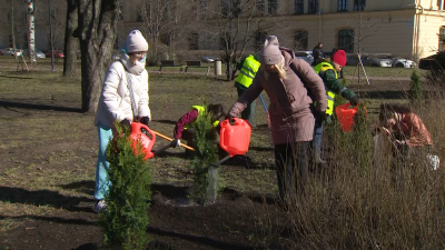 В Петербурге начали высаживать кустарники и деревья
