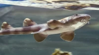 В Петербургском океанариуме представили акулий детский сад