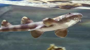В Петербургском океанариуме представили акулий детский сад