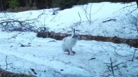 Смена имиджа за пять дней: в Ленобласти начали линять зайцы