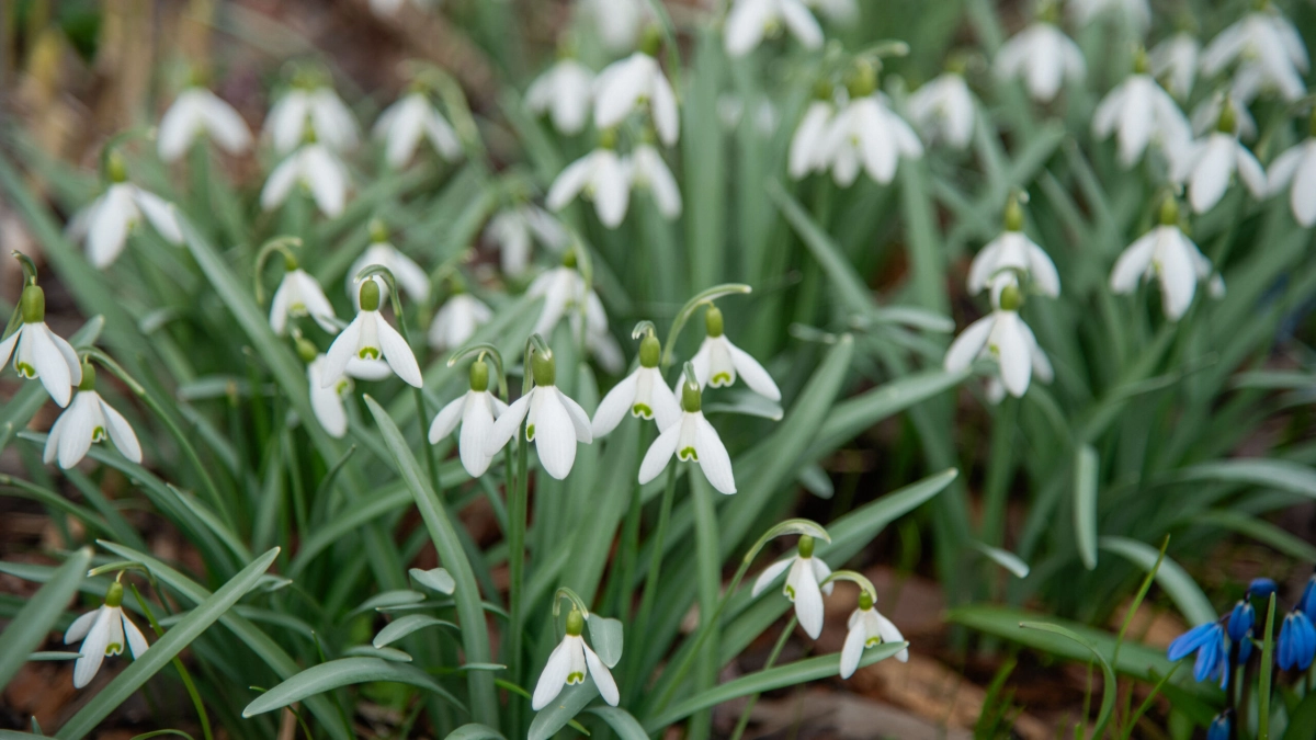 В Петербурге заметили первые подснежники - tvspb.ru