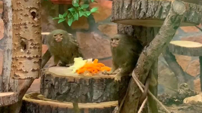 В Ленинградском зоопарке рассказали, какую жвачку жуют обезьяны