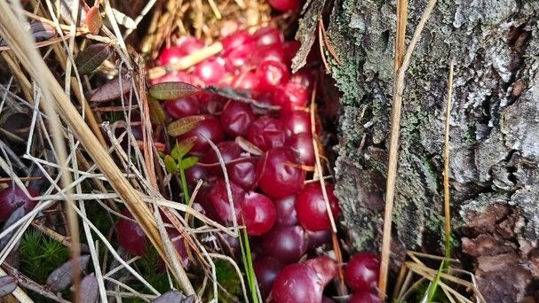 Снег сошёл, осталась клюква: на болотах Ленобласти нашли идеально перезимовавшую ягоду - tvspb.ru