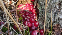 Снег сошёл, осталась клюква: на болотах Ленобласти нашли идеально перезимовавшую ягоду
