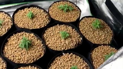 Кусты конопли и емкости с марихуаной нашли в жилом доме в Павловске