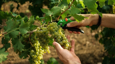 Суд изъял в пользу государства активы компании «Кубань-Вино»