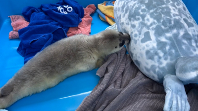 В петербургском центре реабилитации нерп используют плюшевых мам-тюлених