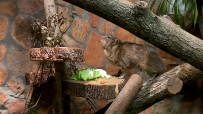 Даман Сеня на высоте: Ленинградский зоопарк снял зверька на видео