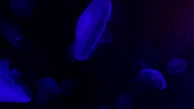 Завораживающую медузу аурелию показал Ленинградский зоопарк