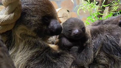 У двупалых ленивцев Ленинградского зоопарка родился малыш