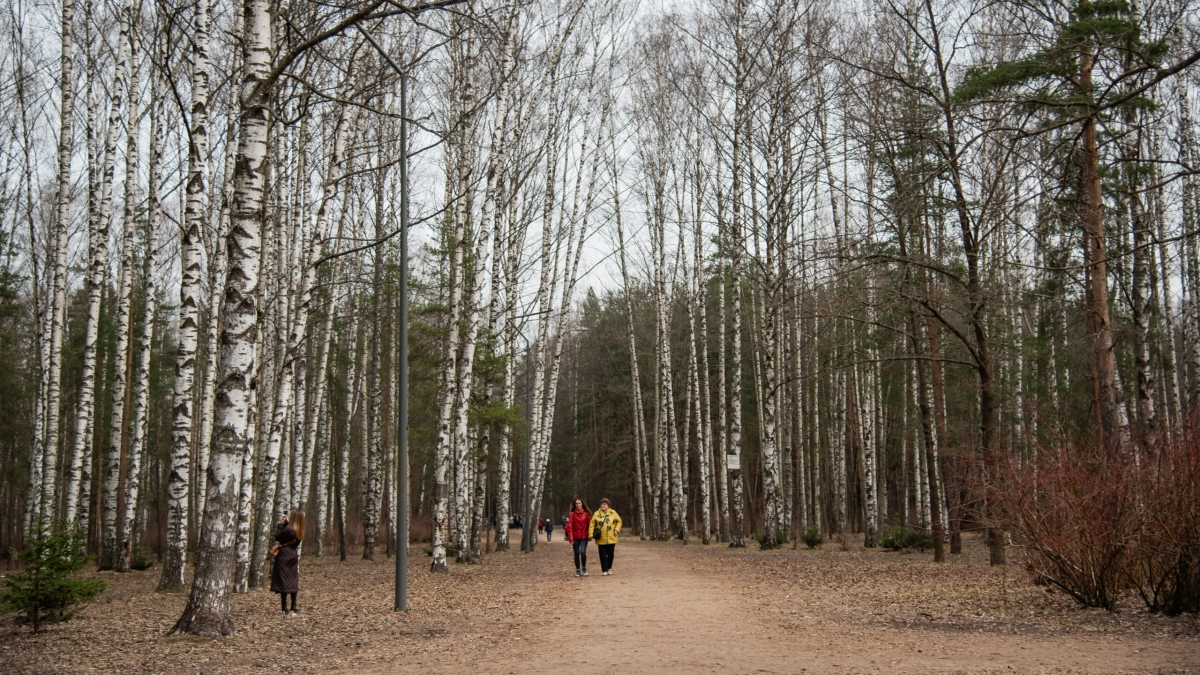 +14 градусов, дождь и гололед ждут жителей Ленобласти 17 марта - tvspb.ru