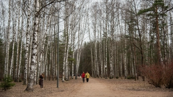 +14 градусов, дождь и гололед ждут жителей Ленобласти 17 марта