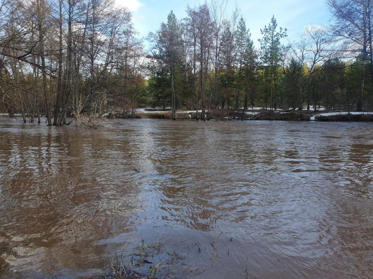 В Оренбуржье затопило национальный парк «Бузулукский бор» - tvspb.ru
