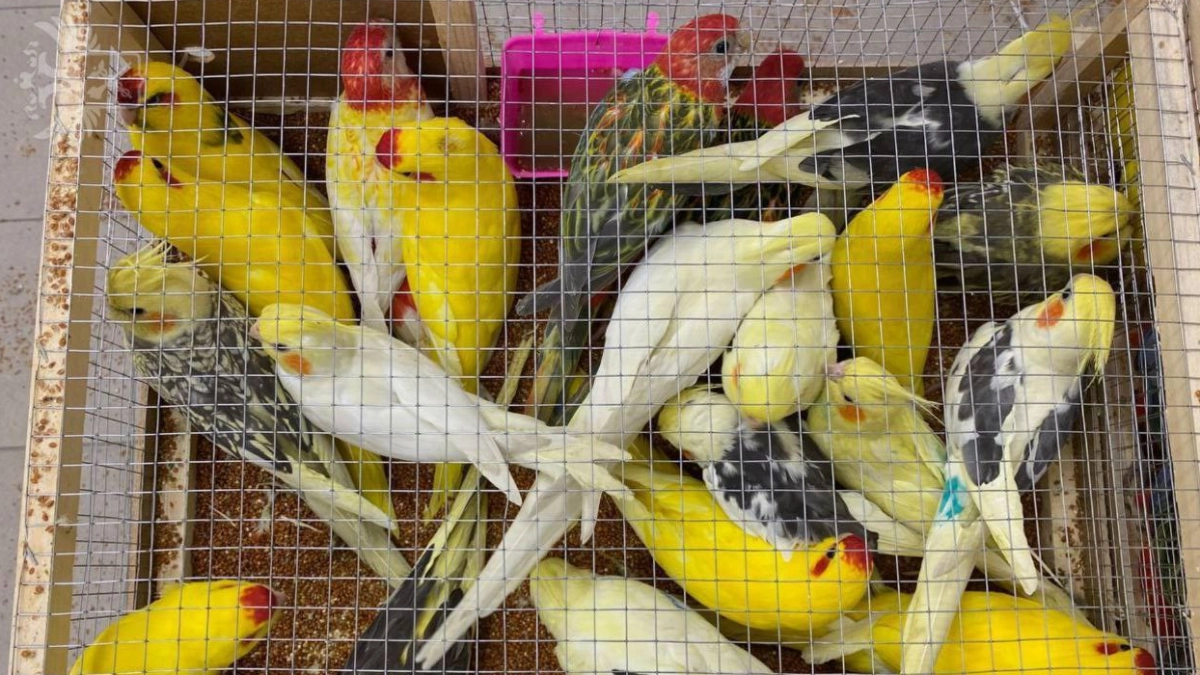 Надеялись, не заметят: в авиагрузе из Киргизии среди сотен птиц в клетке спрятались 19 редких попугаев - tvspb.ru