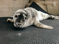 Внимательные петербуржцы спасли еще одного серого тюлененка