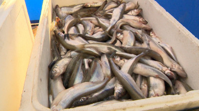 В партии корюшки из Финского залива нашли опасных для человека паразитов